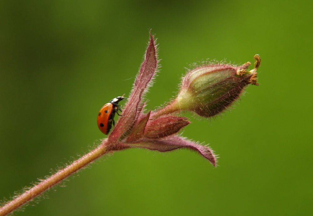 MI FLOR by Felipe Riquelme 