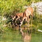 _C7A7114-Rehe am Wasser