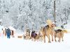Sport with dogs