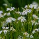 Eine ganze Wiese voll: Echte Sternmiere - Stellaria holostea