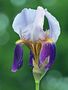 Iris... von rufus53