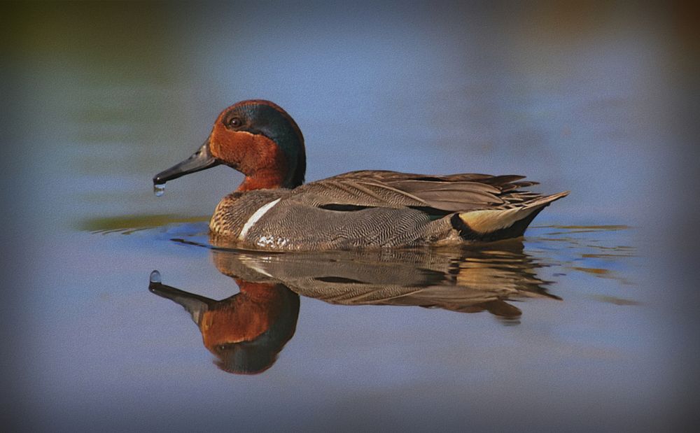 green-winged teal  by Robert L. Roux