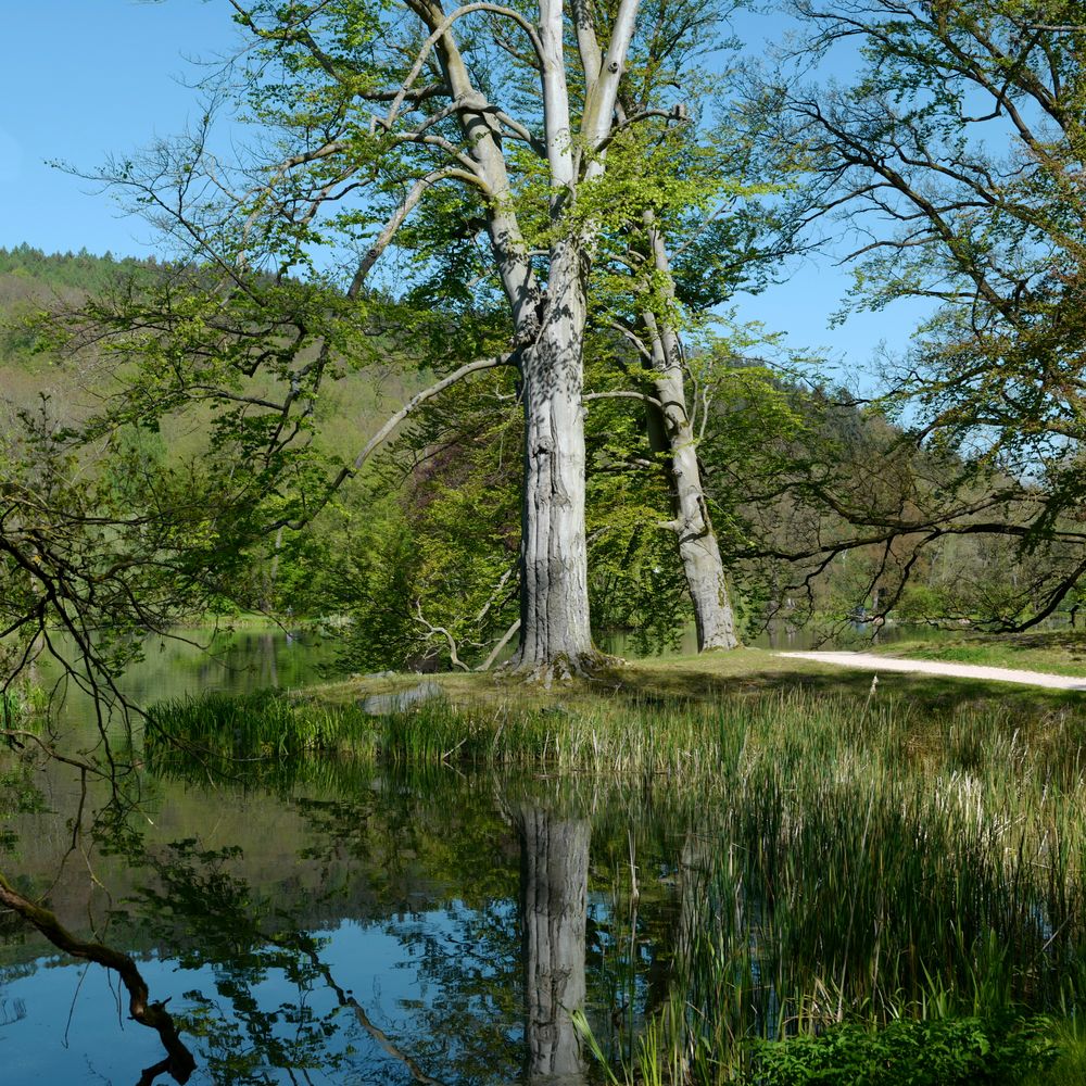 Am Parksee