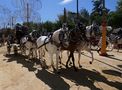 Feria del Caballo di Jerez, Spagna di giorgio.pizzocaro