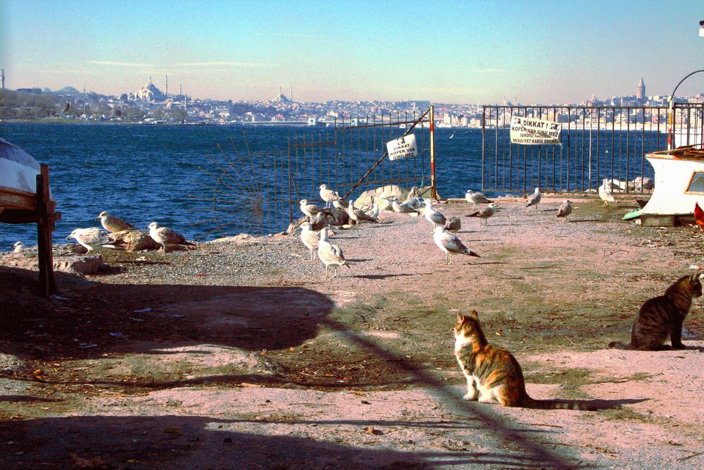 Istanbul  von Herminsche