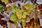 bunte Ahornblätter von Naturmomente~Stadtaugenblicke 