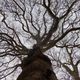 Trees in The Circus, Bath, England