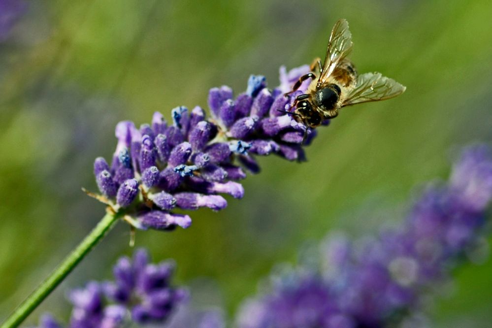 Biene_auf_lavendel von petrakugele