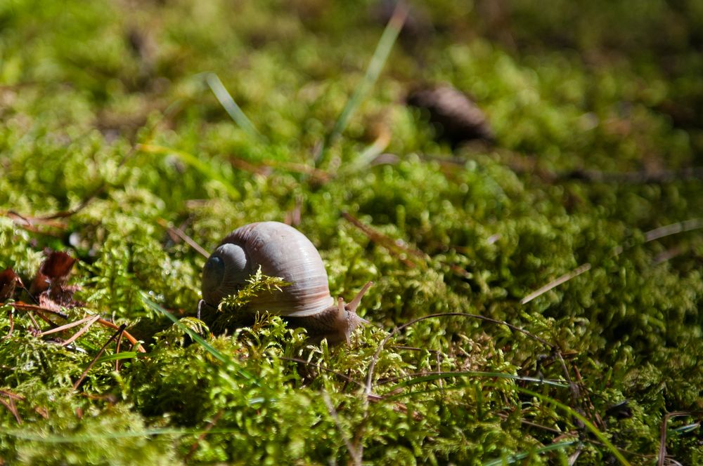 Schnecke im Moos von Denis Kuhlmey