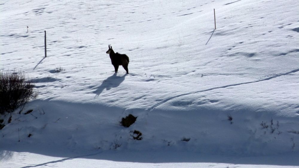 Weitab der Skipisten von Gertrud S.