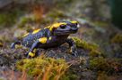 Feuersalamander by Claus Fisser 