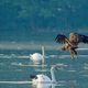 Seeadler und Schwne