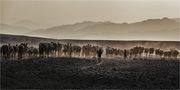 Salzwüste Afar von Eric Colditz