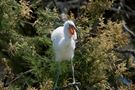 Aigrette de Rose10