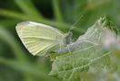 Kohlweißling ? von Naturdoku Südwest Austria