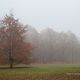 Nebel im Park