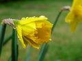 Juste après la pluie dans les jardins de la Cote d'Azur... de jerejacq 