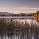 Grasses in the lake 3