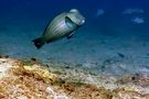 Bumb head parrot fish by Pfriemer