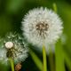 _MG_6041-" Pusteblume "