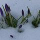 Krokusse im Schnee