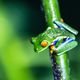 Rotaugenlaubfrosch bei Nacht