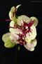 Orchidee.... by Stollberger-Bildermacher 