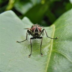 Ca. 1 cm große Fliege frontal - Düsseldorf, 26.4.2012