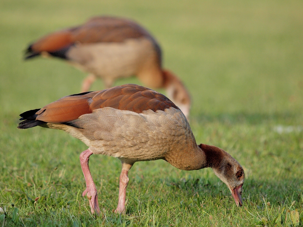 ca. 13 Wochen alte Nilgänse