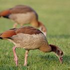 ca. 13 Wochen alte Nilgänse