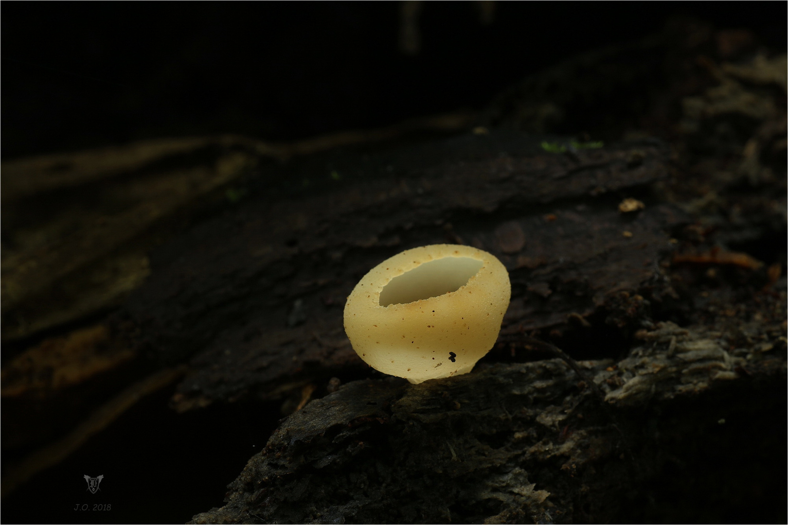 ca. 2 cm großer Buchenbecherling...