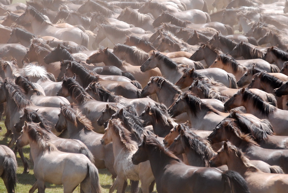 ca. 300 Wildpferde im Merfelder Bruch