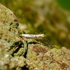 Ca. 5 mm "großer" Kleinschmetterling