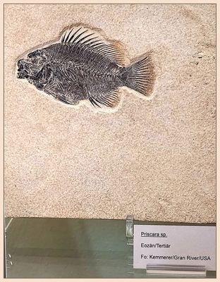 ca. 50 Mio Jahre alt