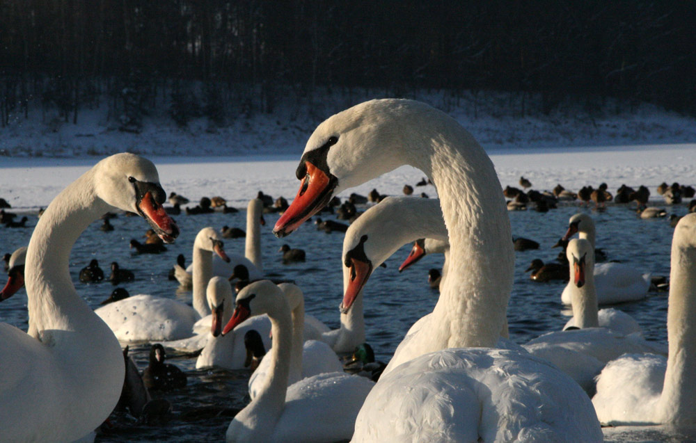 ca. 70 Schwäne und hunderte Enten