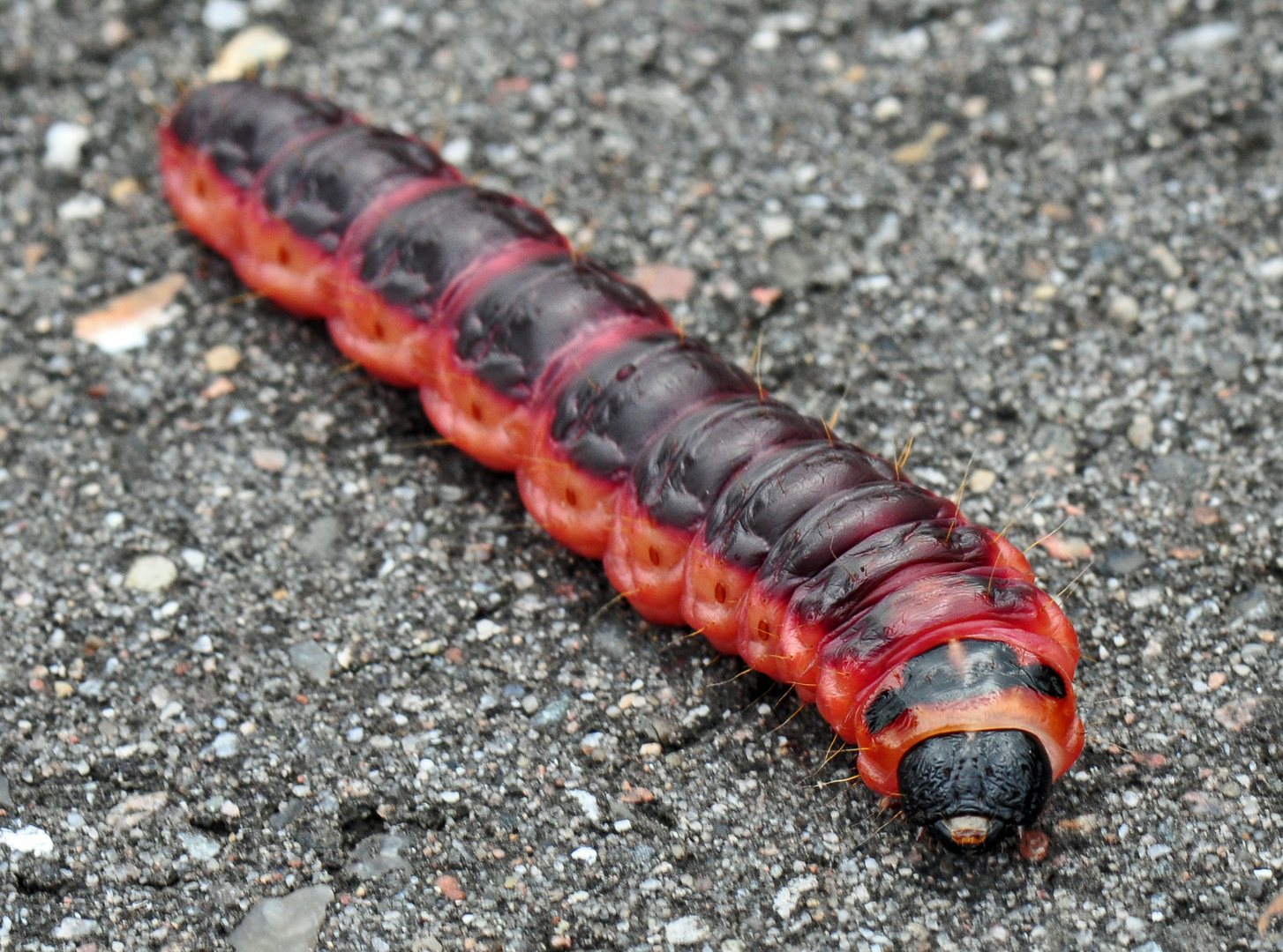 ca. 8 cm lang - welche Raupe ist das? Foto & Bild | tiere, wildlife