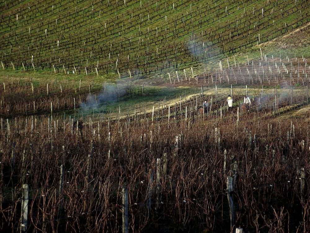 CA BOSSE DUR DANS LE VIGNOBLE JURASSIEN