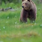 ca. drei jähriger Braunbär