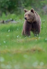 ca. drei jähriger Braunbär