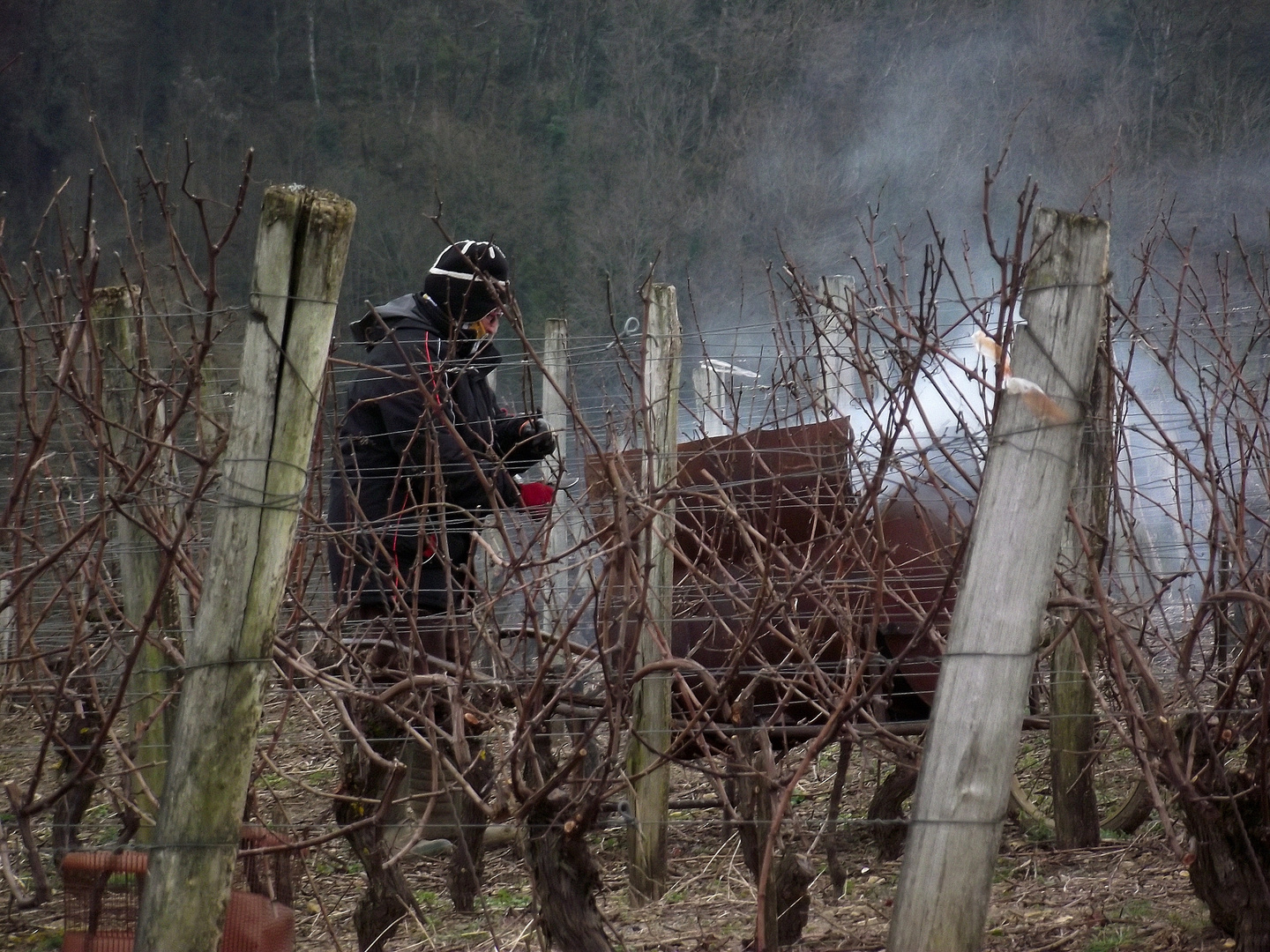 CA FUME DANS LE VIGNOBLE JURASSIEN