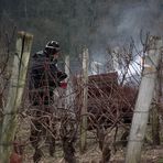 CA FUME DANS LE VIGNOBLE JURASSIEN