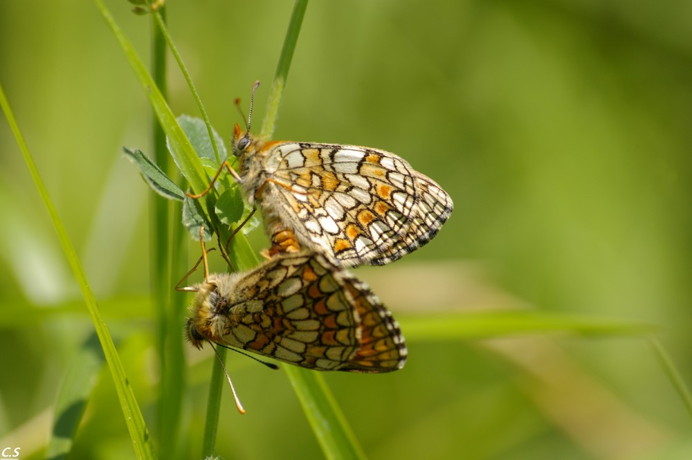 ca papillonne