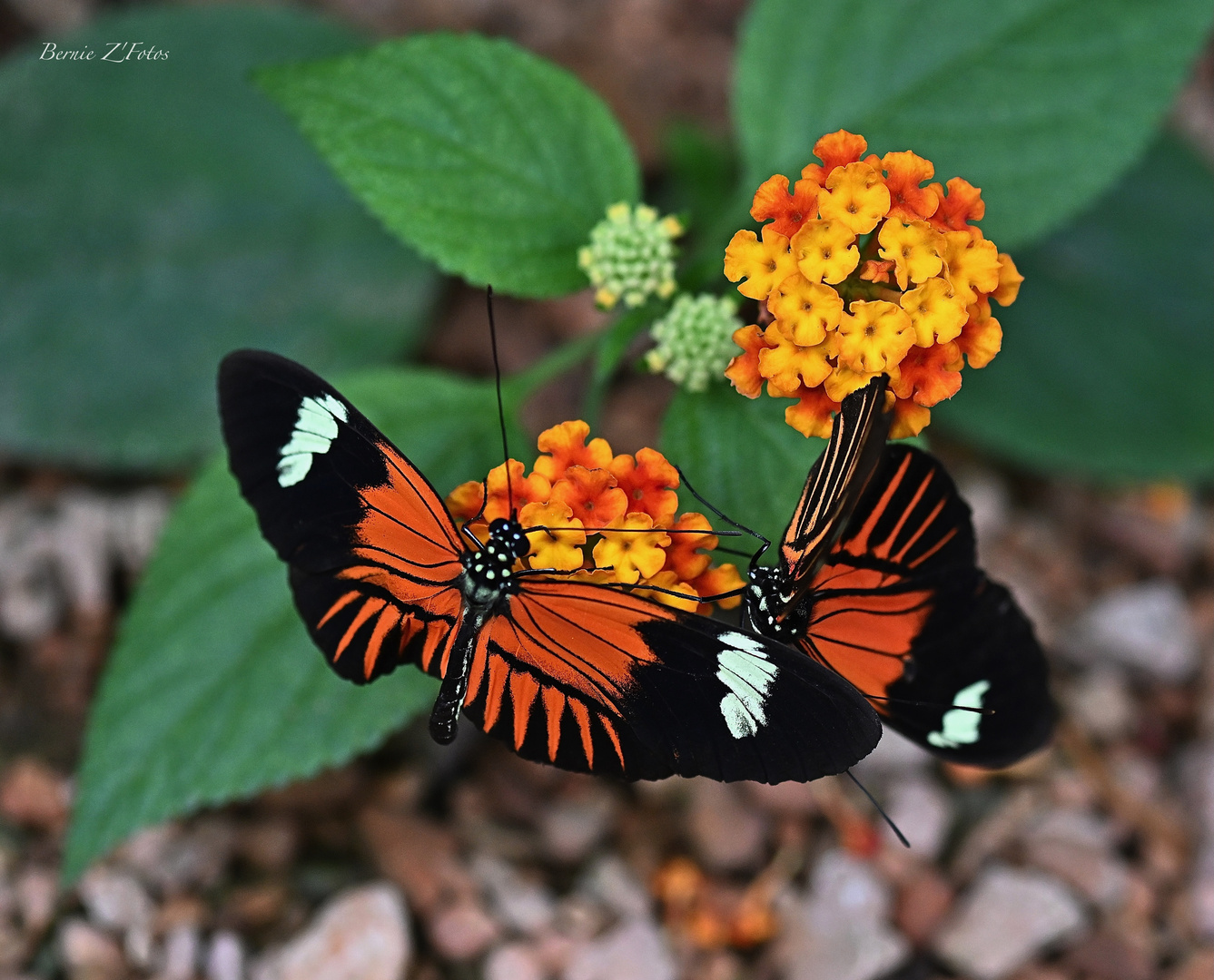 Ca papillonne