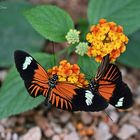 Ca papillonne