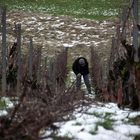 CA TRAVAIL DUR DANS LE VIGNOBLE JURASSIEN