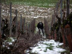 CA TRAVAIL DUR DANS LE VIGNOBLE JURASSIEN