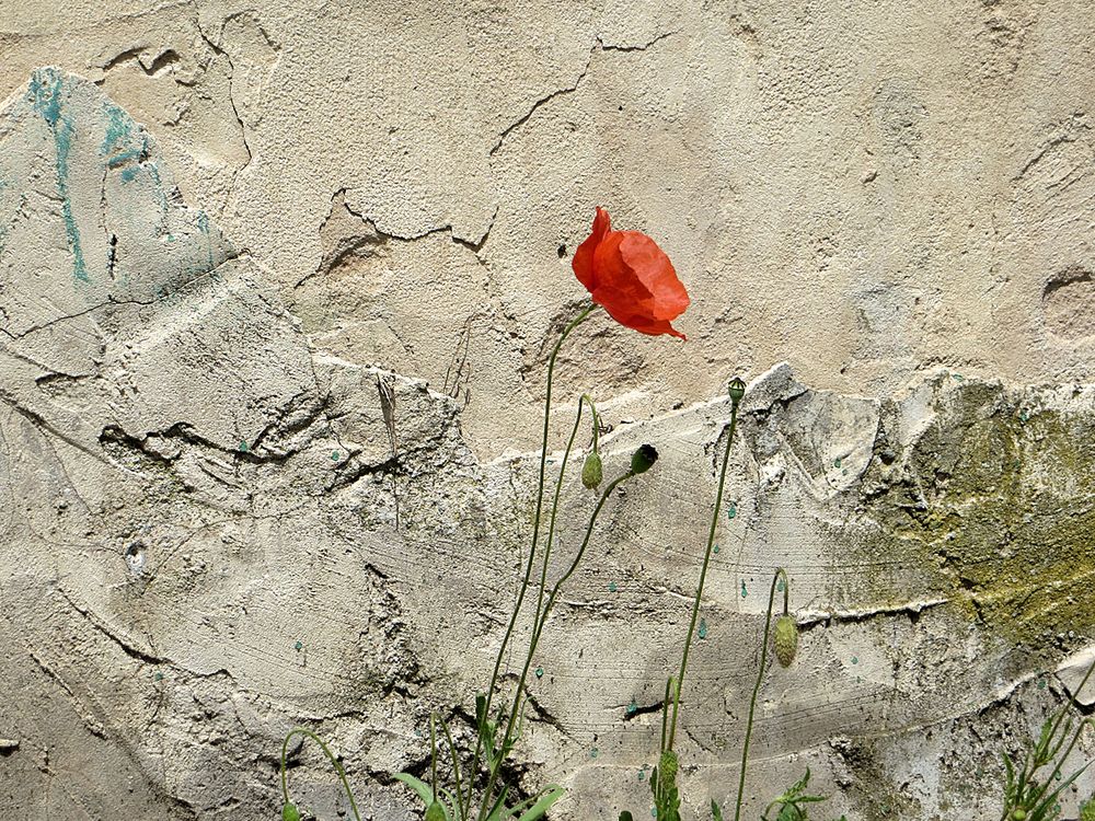 Mauerblümchen von Martina Mertes 