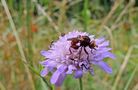 Conops  Sicus ferrugineux de Robert Buatois