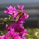 Schmetterlings Bougainvillea