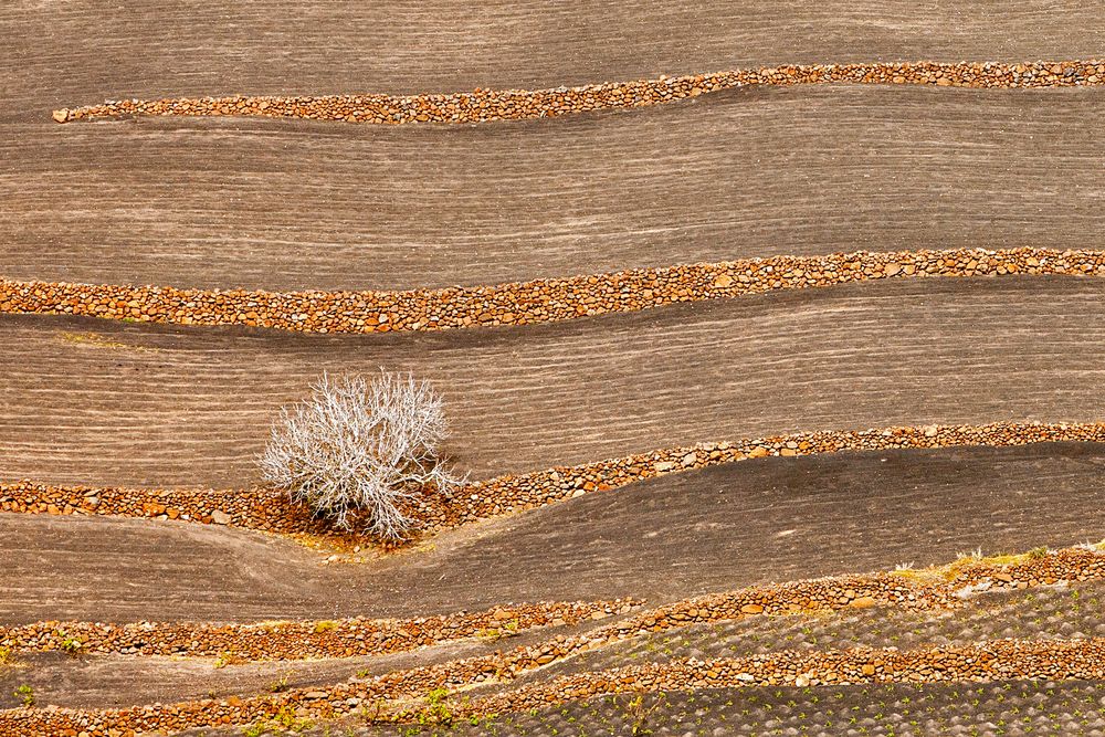 Mauern und Feigenbaum auf Lanzarote von Stefan Brusius 